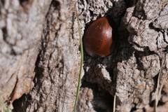 Aegithus clavicornis