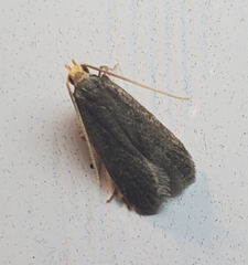 Dichomeris juncidella