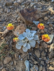 Eriogonum alpinum