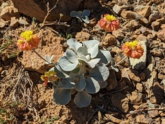 Eriogonum alpinum