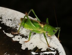 Goodangarkia brevicerca