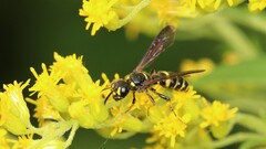 Cerceris atramontensis