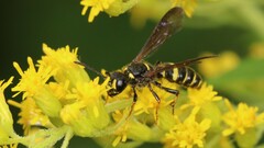 Cerceris atramontensis