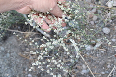 Eriogonum baileyi