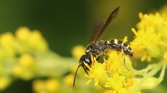 Cerceris atramontensis