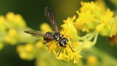 Cerceris atramontensis