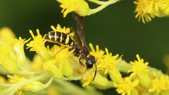 Cerceris atramontensis