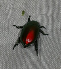 Calloodes nitidissimus