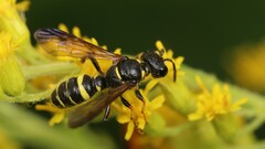 Cerceris atramontensis