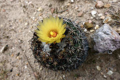 Coryphantha retusa