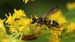 Cerceris atramontensis