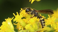 Cerceris atramontensis