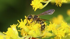 Cerceris atramontensis