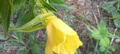 Oenothera indecora