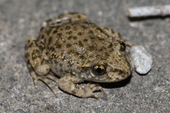 Catalonian Midwife Toad photo 2