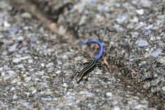 Plestiodon marginatus