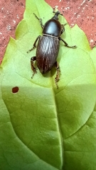 Orthognathus subparallelus