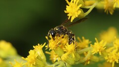 Cerceris atramontensis