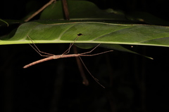 Sipyloidea