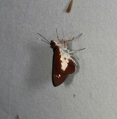 Sabera caesina