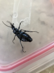 Carabus truncaticollis