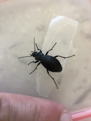 Carabus truncaticollis