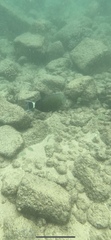 Acanthurus blochii