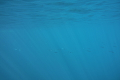 Hyporhamphus ihi