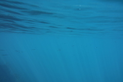 Hyporhamphus ihi