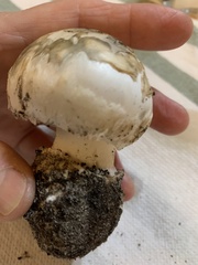 Amanita mutabilis