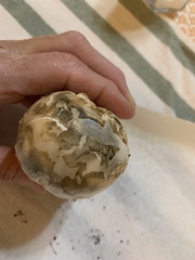 Amanita mutabilis