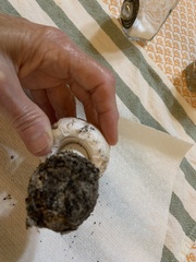 Amanita mutabilis
