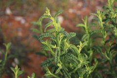 Pterocaulon sphacelatum