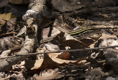 Aspidoscelis sonorae