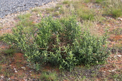 Pterocaulon sphacelatum