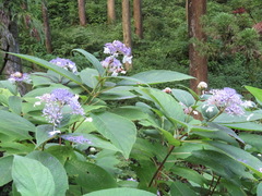 Hydrangea involucrata