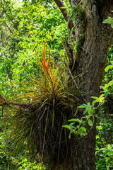 Tillandsia inopinata