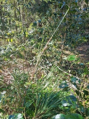 Dianella caerulea producta