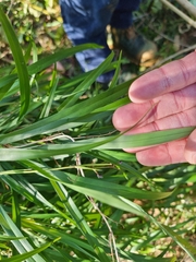Dianella caerulea producta