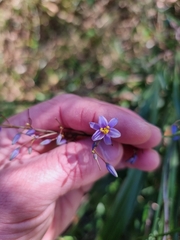 Dianella caerulea producta