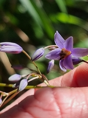 Dianella caerulea producta