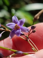 Dianella caerulea producta