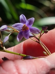 Dianella caerulea producta