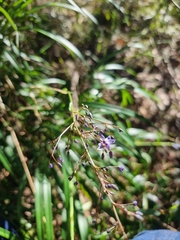 Dianella caerulea producta