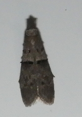 Wockia asperipunctella