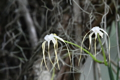 Brassavola appendiculata