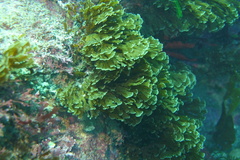 Zonaria aureomarginata