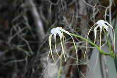 Brassavola appendiculata