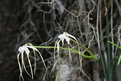 Brassavola appendiculata