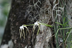 Brassavola appendiculata